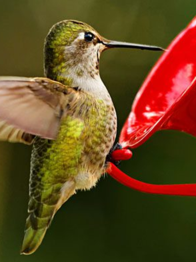 how to make hummingbird food?